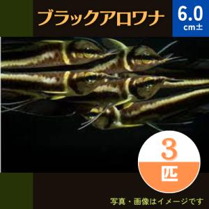 (熱帯魚・古代魚)　ブラックアロワナ　6cm±　3匹｜mame-store