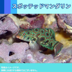 （海水魚・ネズッポ）スポッテッドマンダリン　3cm±　1匹｜mame-store