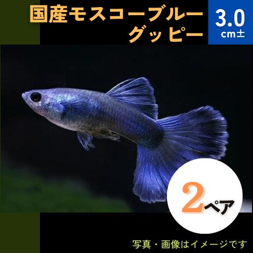 (熱帯魚・グッピー)　国産モスコーブルーグッピー　アダルトサイズ　2ペア