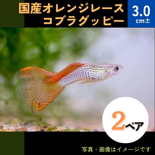 (熱帯魚・グッピー)　国産オレンジレースコブラグッピー　アダルトサイズ　2ペア