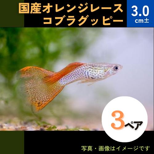 (熱帯魚・グッピー)　国産オレンジレースコブラグッピー　アダルトサイズ　3ペア