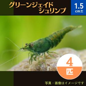 (熱帯魚・淡水エビ)　グリーンジェイドシュリンプ　1.5cm±　4匹｜mame-store