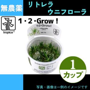 (Tropica・水草)リトレラ・ウニフローラ＜1カップ＞【1・2・grow!】｜mame-store