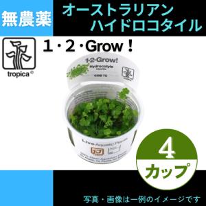 (Tropica・水草)オーストラリアン・ハイドロコタイル＜4カップ＞【1・2・grow!】｜mame-store