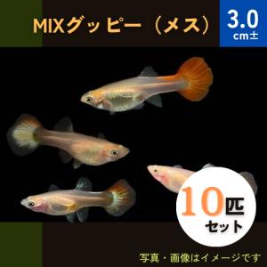 (熱帯魚・グッピー)　ミックスグッピー　※メスのみ　大きさ：3cm±　10匹　※色・柄・品種指定不可
