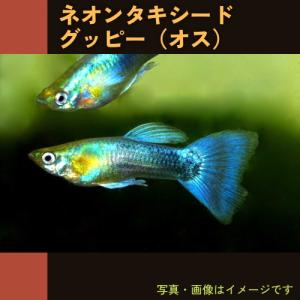 (熱帯魚・グッピー)　ネオンタキシードグッピー　3cm±　オス5匹　（スリランカ産）｜mame-store