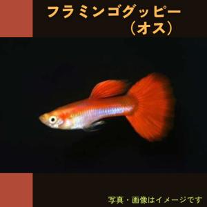 (熱帯魚・グッピー)　フラミンゴグッピー　3cm±　オス5匹　（スリランカ産）｜mame-store