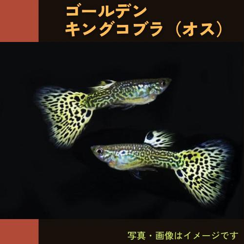 (熱帯魚・グッピー)　ゴールデンキングコブラグッピー　3cm±　オス5匹　（スリランカ産）