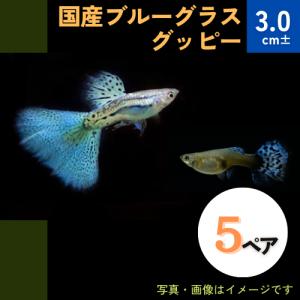 (熱帯魚・グッピー)　国産ブルーグラスグッピー　アダルトサイズ　5ペア｜mame-store