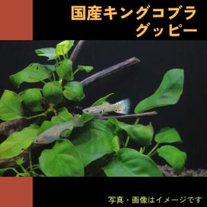熱帯魚 メダカ グッピー 国産キングコブラグッピー １ペア K 増子水景 通販 Yahoo ショッピング