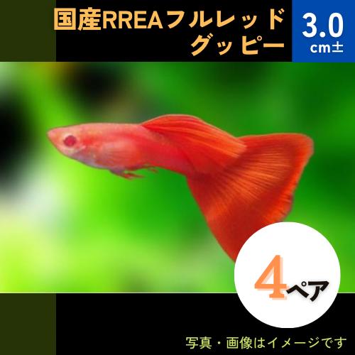 (熱帯魚・グッピー)　国産RREAフルレッドグッピー　アダルトサイズ　5ペア