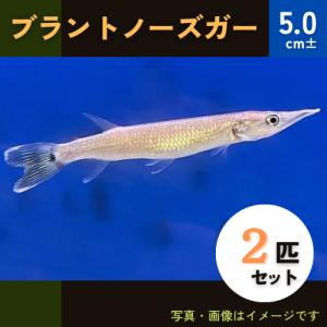 (熱帯魚・カラシン)　ブラントノーズガー　5cm±　2匹｜mame-store