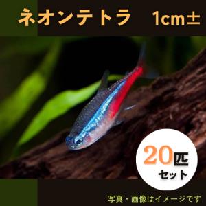 (熱帯魚・カラシン)　ネオンテトラ　1cm±　20匹｜mame-store