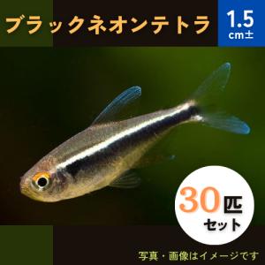 (熱帯魚・カラシン)　ブラックネオンテトラ　1.5cm±　30匹｜mame-store