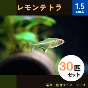 （熱帯魚・カラシン）　レモンテトラ　1.5cm±　30匹｜mame-store