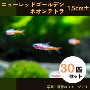 （熱帯魚・カラシン）　ニューレッドゴールデンネオンテトラ　1.5cm±　30匹｜mame-store