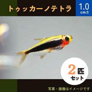 (熱帯魚・カラシン)　トゥッカーノ・テトラ　1cm±　2匹｜mame-store