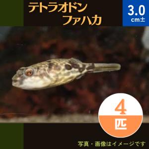 （熱帯魚・フグ）　テトラオドンファハカ　3cm±　4匹｜mame-store