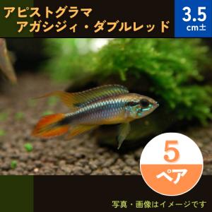 (熱帯魚・シクリッド)　アピストグラマ・アガシジィ・ダブルレッド　欧州ブリード　3.5cm±　5ペア｜mame-store