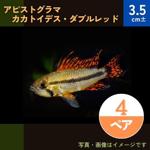 (熱帯魚・シクリッド)　アピストグラマ・カカトイデス・ダブルレッド　欧州ブリード　3.5cm±　4ペ...