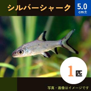 (熱帯魚・コイ)　シルバーシャーク　5cm±　1匹｜mame-store