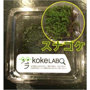 スナゴケ 生き物 生体 の商品一覧 ペット用品 生き物 通販 Yahoo ショッピング