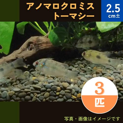 (熱帯魚・シクリッド)　アノマロクロミス・トーマシー　2.5cm±　3匹