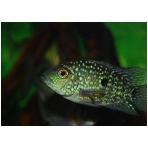 熱帯魚 シクリッド テキサスシクリッド ４cm 2匹 Mci0035 増子水景 通販 Yahoo ショッピング