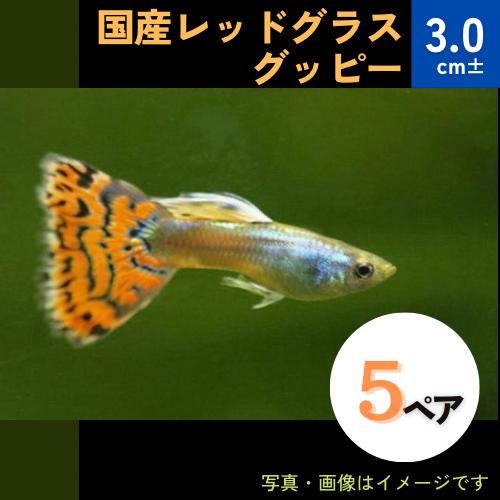 (熱帯魚・グッピー)　国産レッドグラスグッピー　アダルトサイズ　5ペア