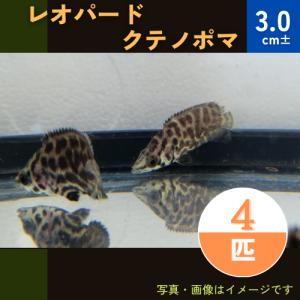 (熱帯魚・アナバス)　レオパード・クテノポマ　3cm±　4匹｜mame-store