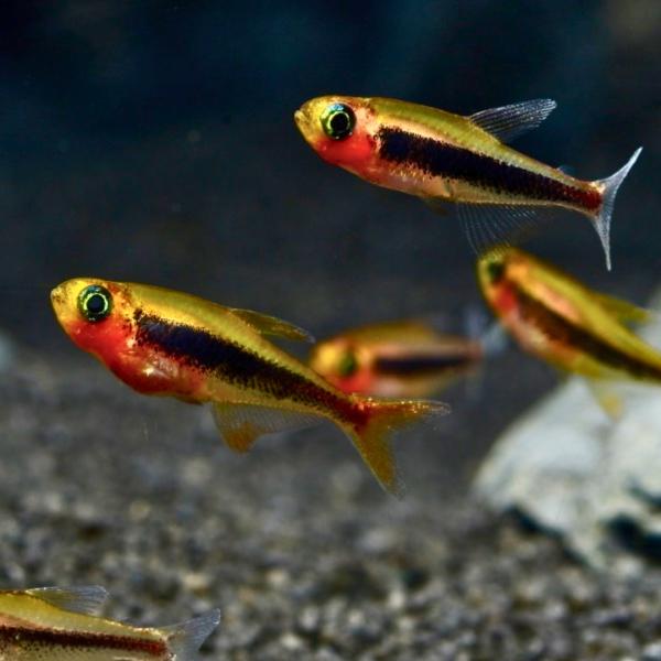 熱帯魚 カラシン トゥッカーノテトラ Lサイズ 約1.5cm 5匹【宝石のようなナノフィッシュ】