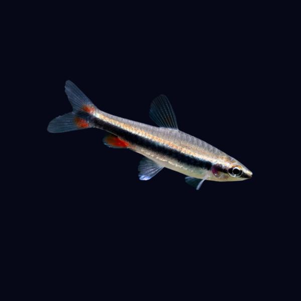 熱帯魚 ペンシルフィッシュ ベックホルディ Sサイズ 約1.5cm 20匹【鉛筆のようなユニークな姿...