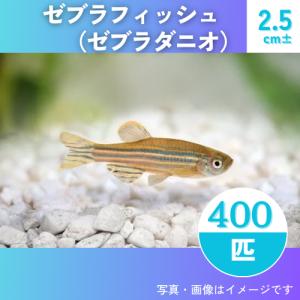 (研究向け・淡水魚)　ゼブラダニオ（ゼブラフィッシュ）　2.5cm±　400匹｜mame-store