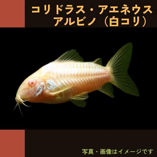 (熱帯魚・コリドラス)　コリドラス・アエネウス・アルビノ　3cm±　5匹