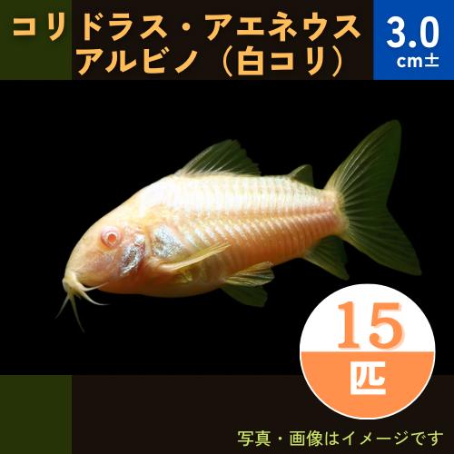 (熱帯魚・コリドラス)　コリドラス・アエネウス・アルビノ　3cm±　15匹