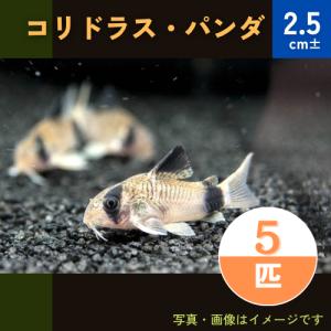 (熱帯魚・コリドラス)　コリドラス・パンダ　2.5cm±　5匹｜mame-store