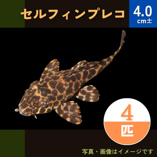 (熱帯魚・プレコ)　セルフィンプレコ　4cm±　4匹