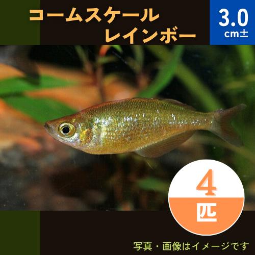 (熱帯魚・レインボーフィッシュ)　コームスケールレインボー　3cm±　4匹