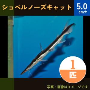 (熱帯魚・南米原産ナマズ)　シャベルノーズキャット　5cm±　1匹　WILD個体｜mame-store