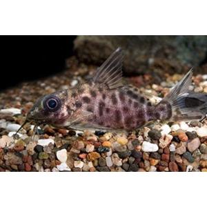 熱帯魚 ナマズ 熱帯魚 の商品一覧 生き物 生体 ペット用品 生き物 通販 Yahoo ショッピング
