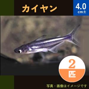 (熱帯魚・アジア原産ナマズ)　カイヤン　4cm±　2匹｜mame-store