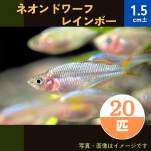 (熱帯魚・レインボーフィッシュ)　ネオンドワーフ・レインボー　1.5cm±　20匹｜mame-store