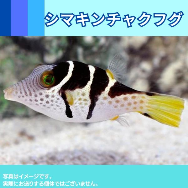 （海水魚・フグ）シマキンチャクフグ　5cm±　1匹