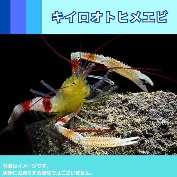 （海水魚・エビ）　キイロオトヒメエビ　2cm±　1匹