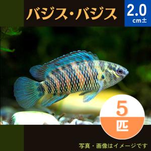 (熱帯魚・その他)　バジス・バジス　2cm±　5匹｜mame-store