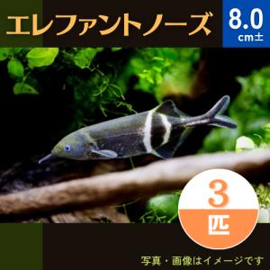 【古代魚・熱帯魚】エレファントノーズ　8cm±　3匹｜mame-store