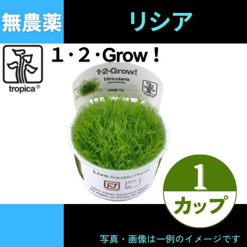 (Tropica・水草)ウォーターローン＜1カップ＞【1・2・grow!】