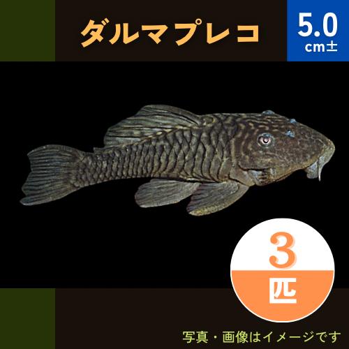 (熱帯魚・プレコ)　タイガープレコ　4cm±　3匹