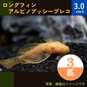 (熱帯魚・プレコ)　ロングフィンアルビノブッシー　3cm± 　3匹｜mame-store