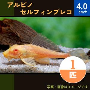 (熱帯魚・プレコ) 　アルビノセルフィンプレコ　4cm　1匹｜mame-store